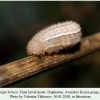 melanargia larissa daghestan final larval 2